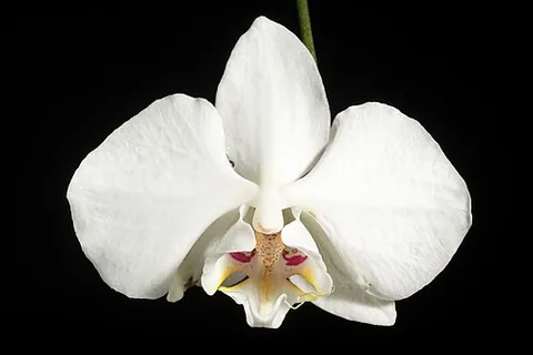 Phalaenopsis