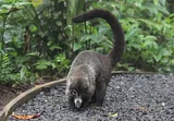Coati