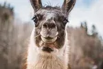 Lama
