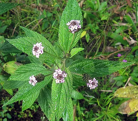 Lantana