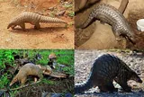 Pangolin