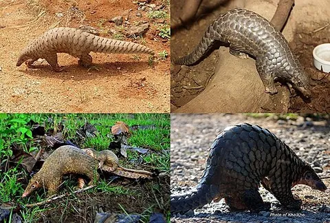 Pangolin