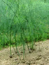 Asperge