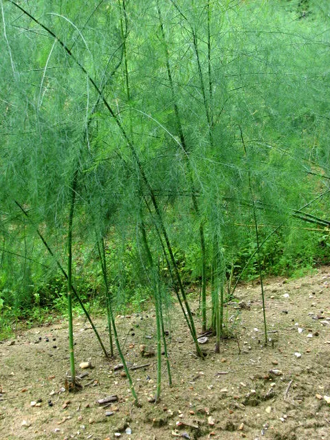 Asperge