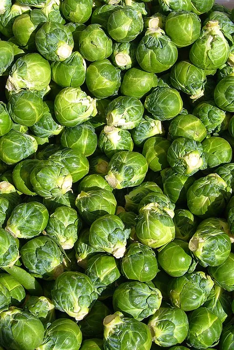 Chou de Bruxelles