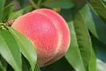 Pêche