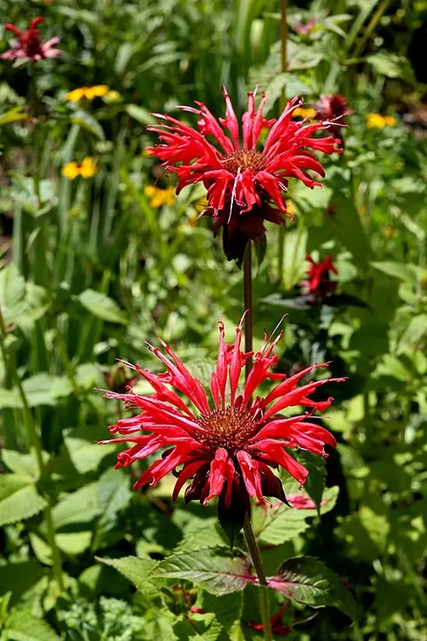 Monarde