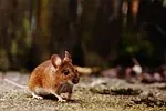 Gris souris