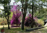 Bougainvillée