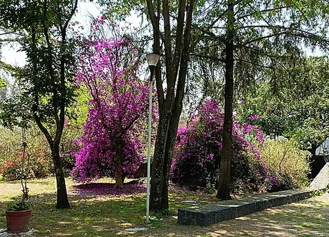Bougainvillée