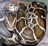 Python indien