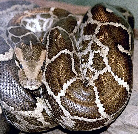 Python indien