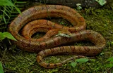Serpent des blés