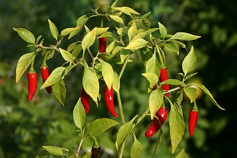 Piment thaï