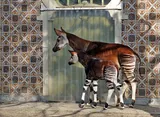Okapi
