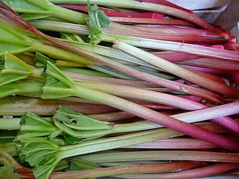 Rhubarbe