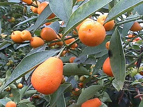 Kumquat