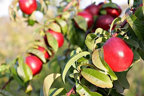 Nectarine