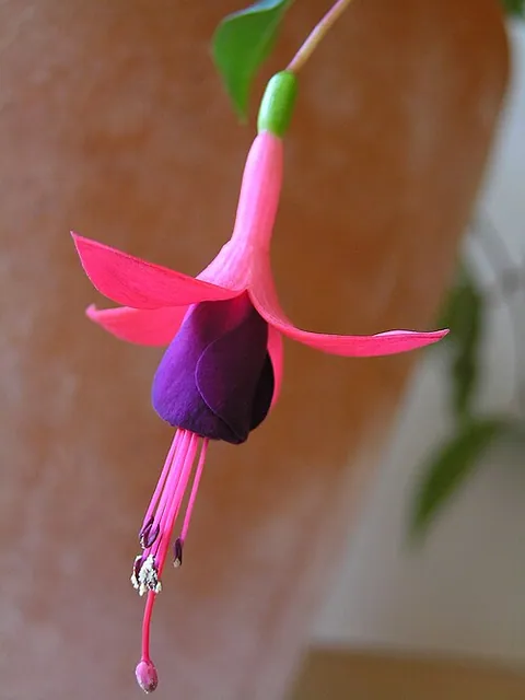 Fuchsia