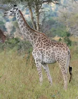 Girafe