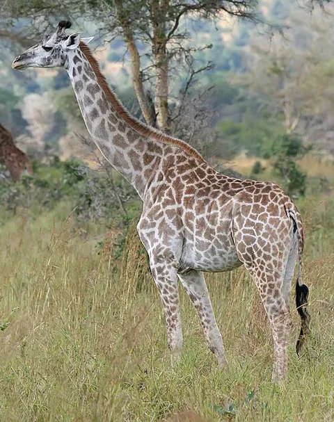 Girafe
