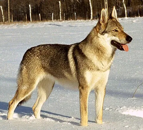 Chien-loup tchécoslovaque