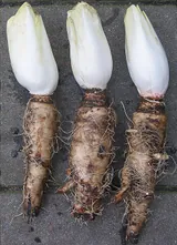 Endive