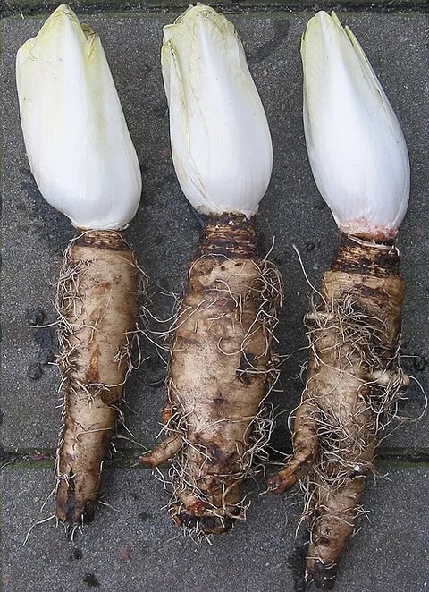 Endive