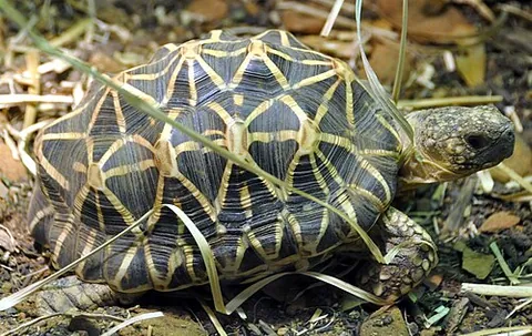 Tortue étoilée