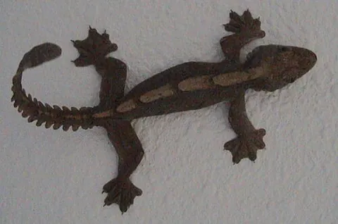 Gecko volant