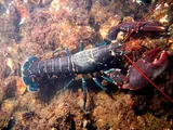 Common lobster