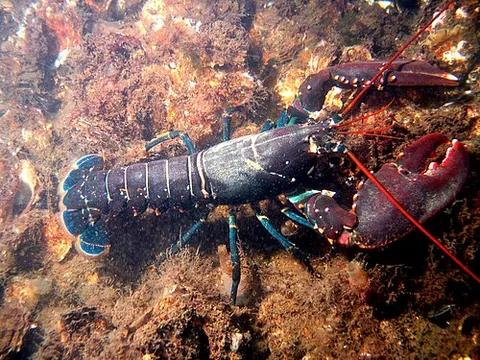 Homard européen