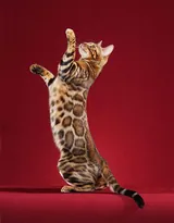 Bengal