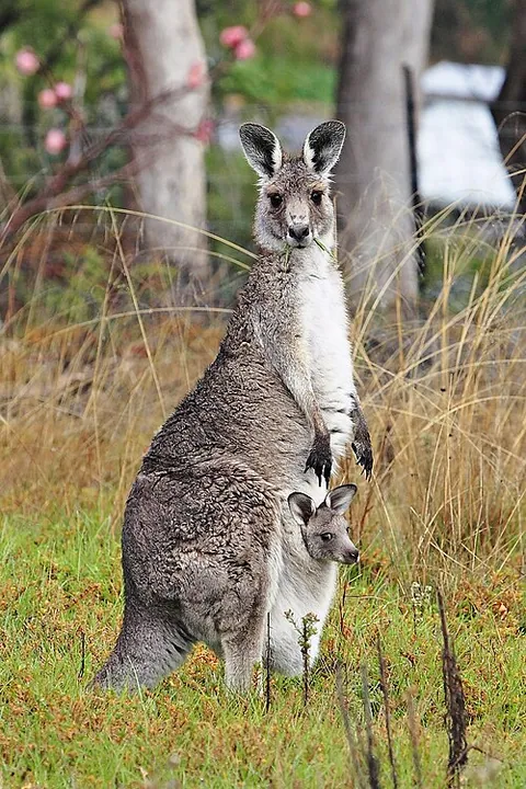 Kangourou