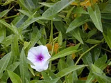 Ipomée