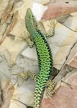 Lézard à queue épineuse