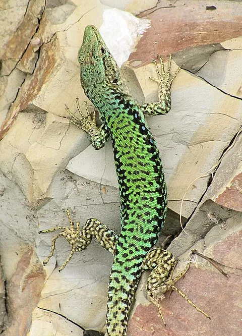 Lézard à queue épineuse