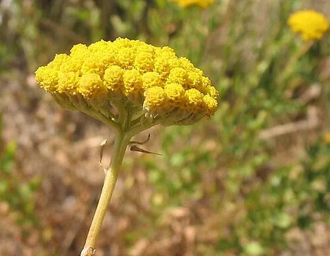 Achillea