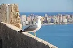 Mouette