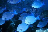 Poisson-chirurgien bleu