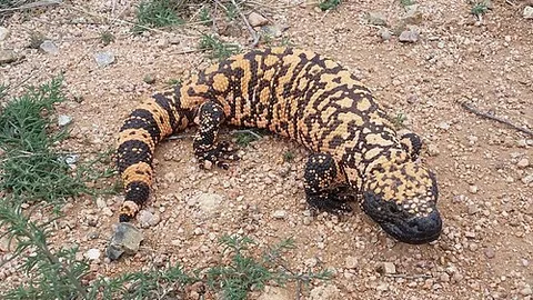 Lézard perlé