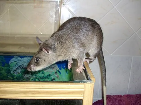 Rat