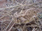 Lézard cornu