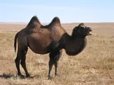 Chameau