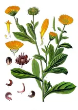 Souci