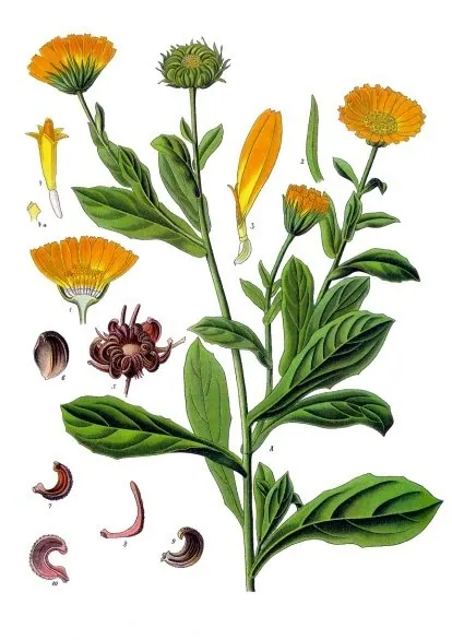 Souci