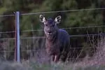 Cerf sambar