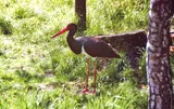 Cigogne noire