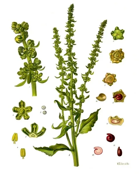 Betterave rouge
