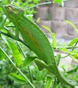 Caméléon